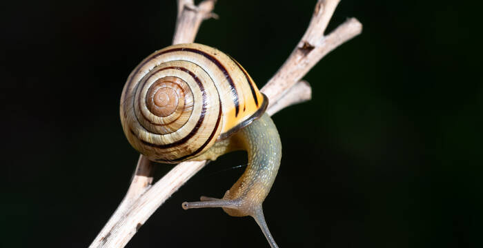 Hain-Schnirkelschnecke. Foto: Stephane Vitzthum