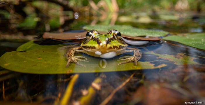 Wasserfrosch