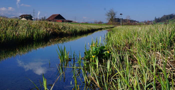 Wiesenbach mit Ufervegetation - Foto: Samuel Ehrenbold