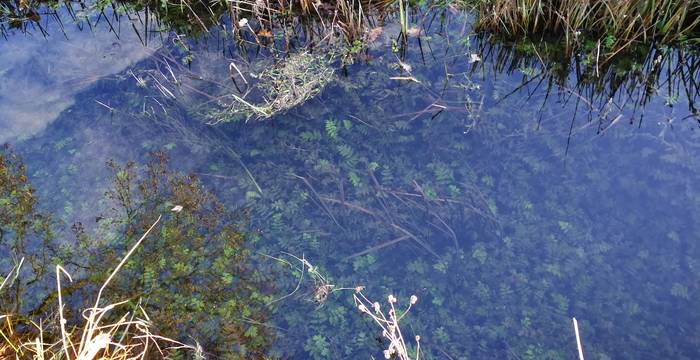 Unterwasservegetation in Wiesenbach - Foto: Samuel Ehrenbold