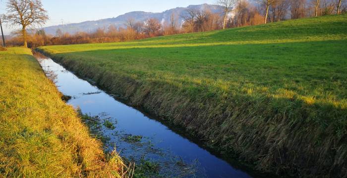 Wiesenbach gepflegt mit Unterwasservegetation - Foto: Samuel Ehrenbold