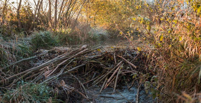 Biberdamm © Simon Meyer, foto-x.ch