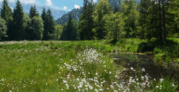 Foremoos Eigenthal - Foto: Samuel Ehrenbold