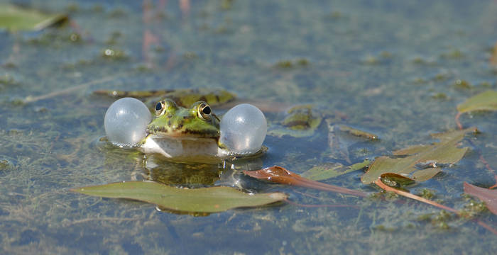 Wasserfrosch - Foto: Niklaus Troxler