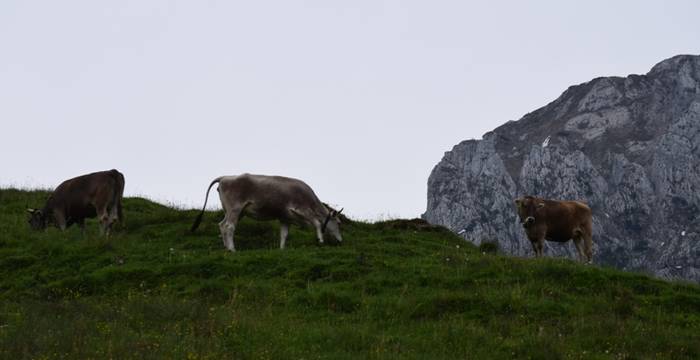 Pfila «Biber, Eule und Co. – Unser Abenteuer im Waldzoo»