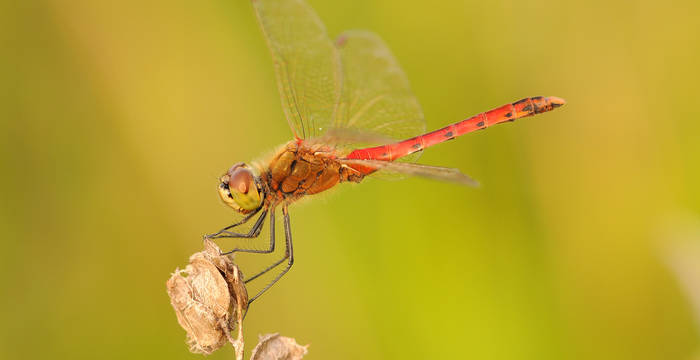 Sumpfheidelibelle - Foto: Niklaus Troxler