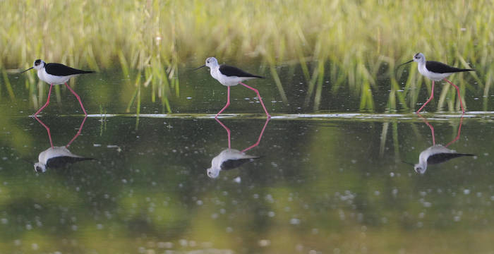 Stelzenläufer - Foto: Niklaus Troxler