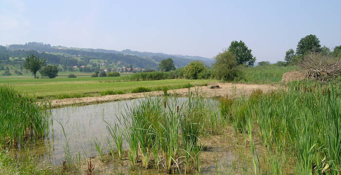 Weiher Ronfeld - Foto: Niklaus Troxler