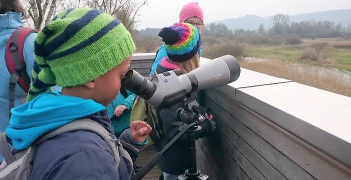 Vögel im Wauwilermoos