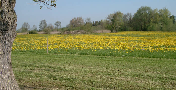 Intensivkulturland im Ronfeld - Foto: Niklaus Troxler