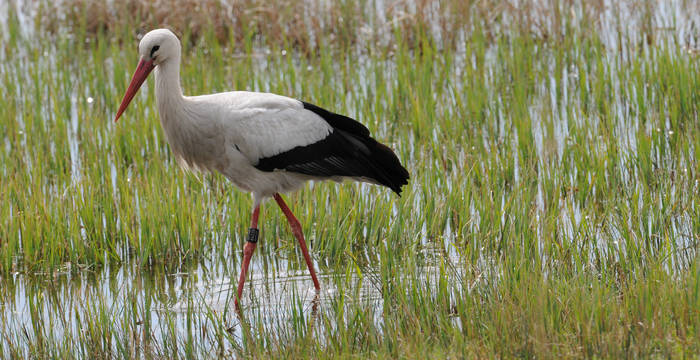 Weissstorch - Foto: Niklaus Troxler