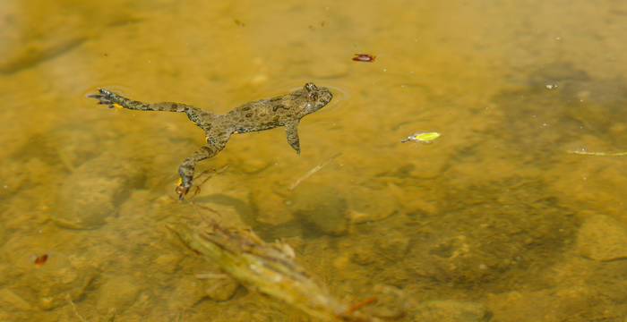 Gelbbauchunke - Foto: Samuel Ehrenbold