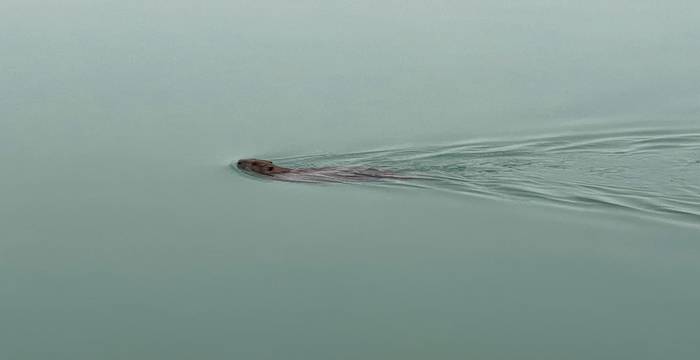 Biber im Hallwilersee - Foto: Ernst Spychiger
