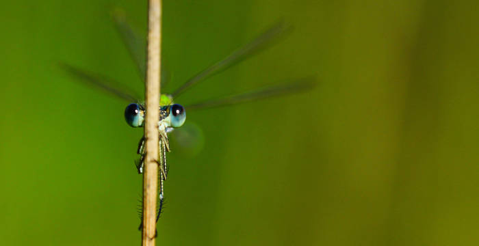 Kleine Binsenjungfer - Foto: Samuel Ehrenbold