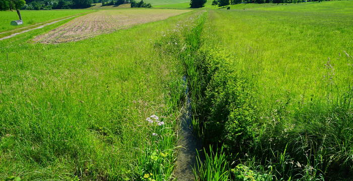 Lebensraum Helmazurjungfer - Foto: Samuel Ehrenbold