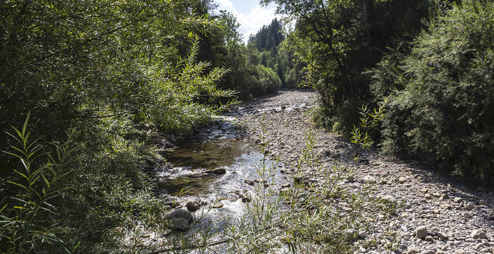 Waldemme - Foto: Eduardo Soteras WWF Schweiz