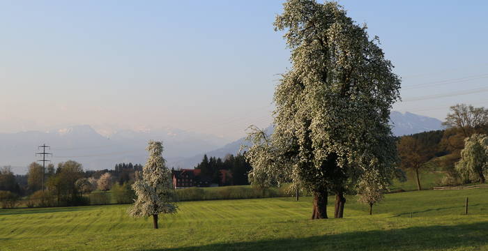 Blühende Birnbäume - Foto: Roger Hodel