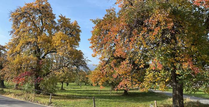 Herbstliche Birnbäume in Altwis - Foto: Roger Hodel