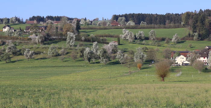 Birnbäume im Seetal - Foto: Roger Hodel