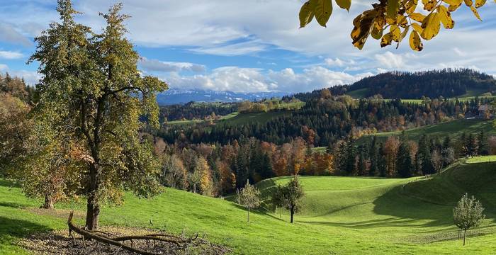 Auf der Twerenegg Menzberg - Foto: Roger Hodel