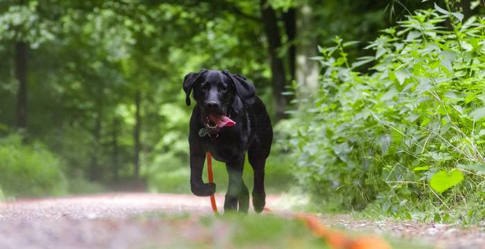 Hund an der Leine - Foto: pixabay