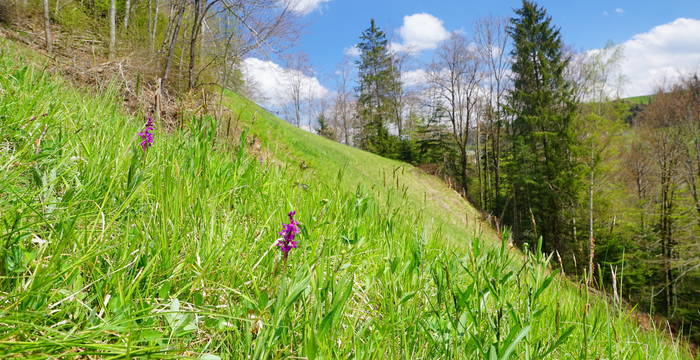 Mülistutz - Foto: Samuel Ehrenbold