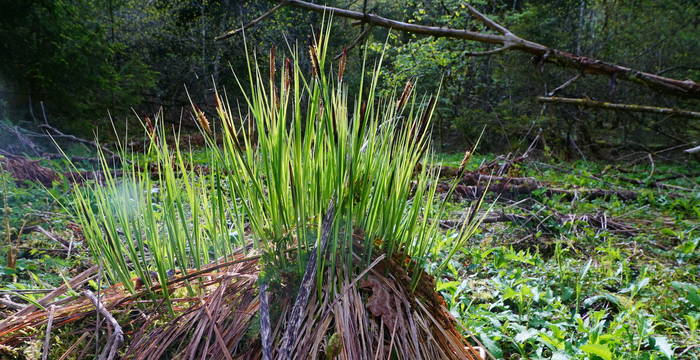 Bannwald - Foto: Samuel Ehrenbold