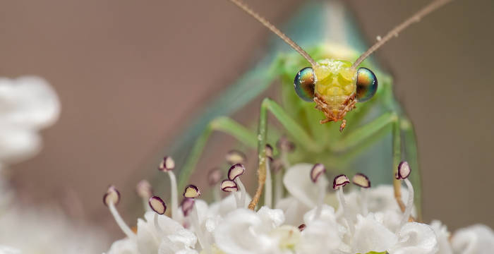 Foto: Roman Willi