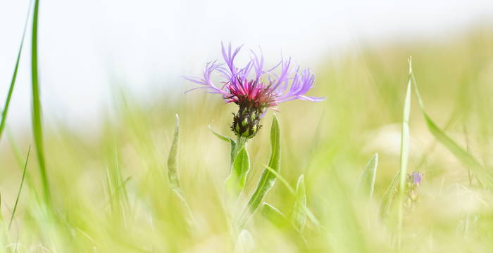 Bergflockenblume - Foto: Samuel Ehrenbold