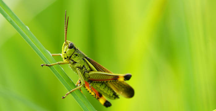 Sumpfschrecke - Foto: Samuel Ehrenbold