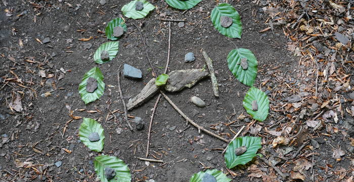 Der Wald ruft