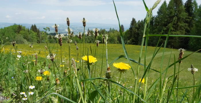 Wilde Pflanzenküche