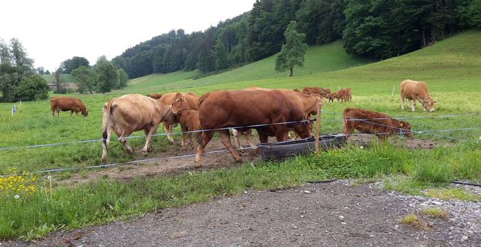 Weidehaltung verursacht weniger Emissionen als eine Stallhaltung - Foto: Pro Natura Luzern