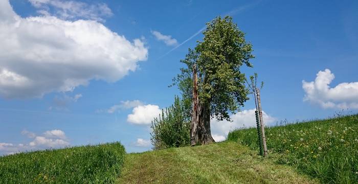 Baumpflanzungen - heute schon für morgen pflanzen