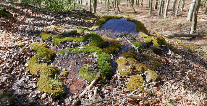 Quelle im Gitzitobel - Foto: Pro Natura Luzern