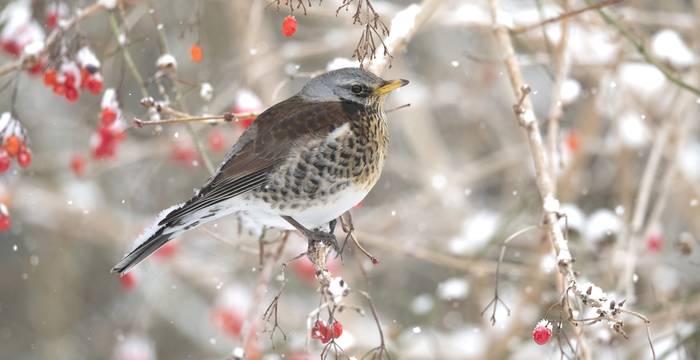 Wacholderdrossel. Foto: Roman Bühler