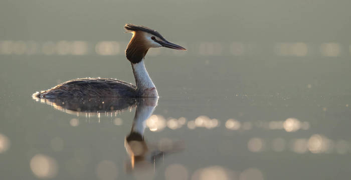 Haubentaucher auf dem Baldeggersee. Foto: Christian Lötscher