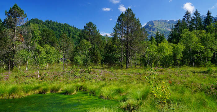 Foremoos Eigenthal. Foto: Samuel Ehrenbold