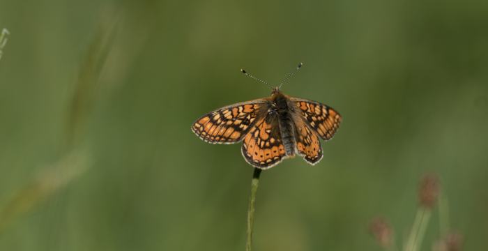 Goldscheckenfalter. Foto: Samuel Ehrenbold