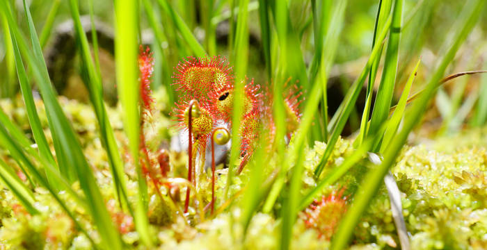 Rundblättriger Sonnentau, Foremoos. Foto: Samuel Ehrenbold