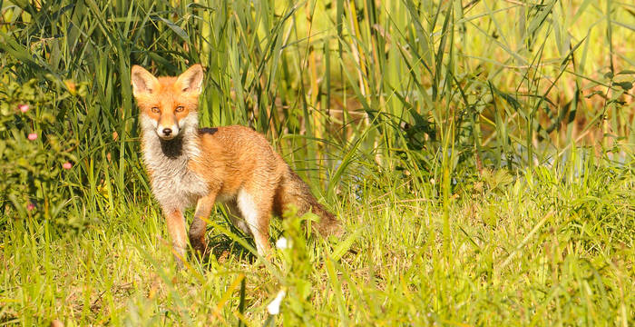 Rotfuchs im Ronfeld. Foto: Niklaus Troxler