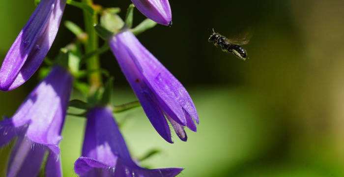 Kleine Glockenblumen-Scherenbiene. Foto: Samuel Ehrenbold