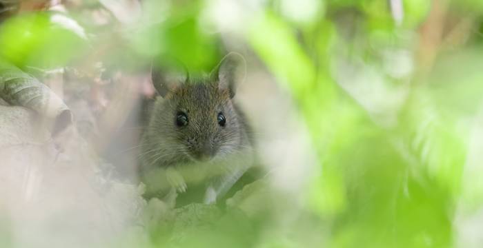 Maus. Foto: Roman Bühler