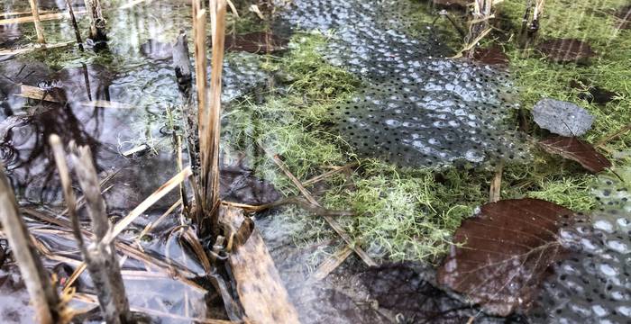 Froschlaiche