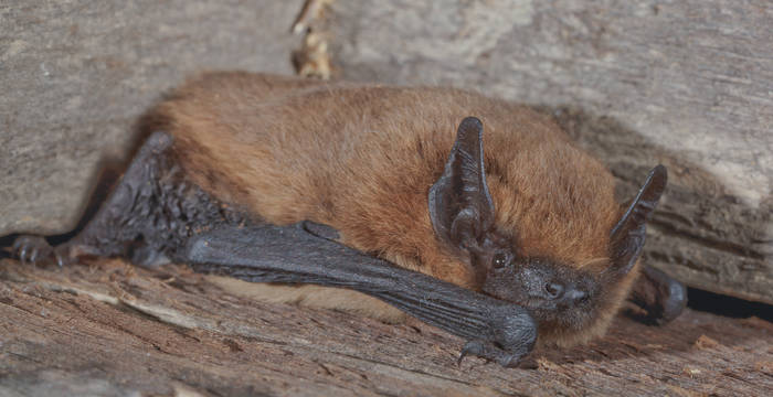 Zwergfledermaus