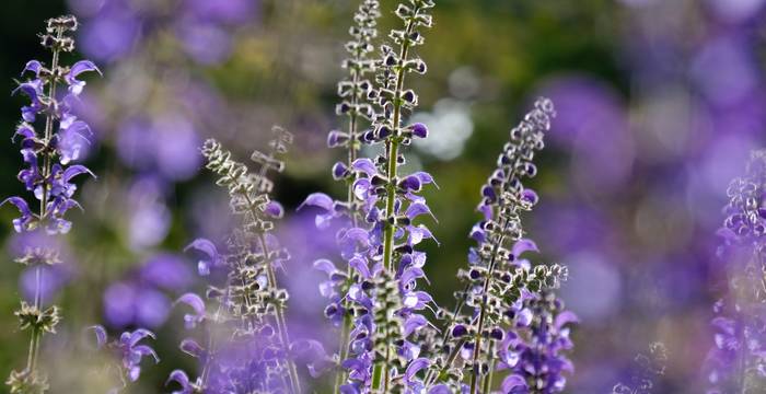 Wiesensalbei/pixabay