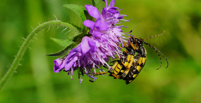 Gefleckter Schmalbock. Foto: Samuel Ehrenbold