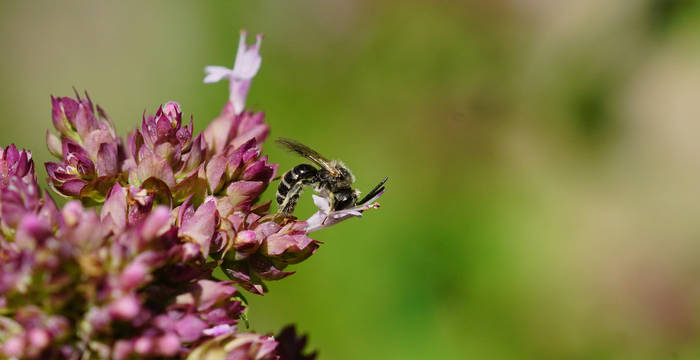 Wildbiene Lasioglossum sp. Foto: Samuel Ehrenbold