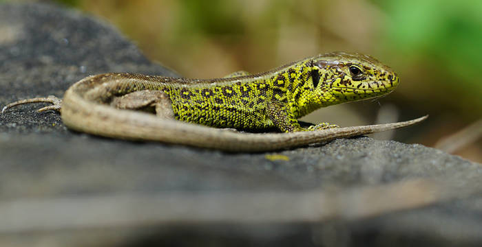 Zauneidechse. Foto: Samuel Ehrenbold