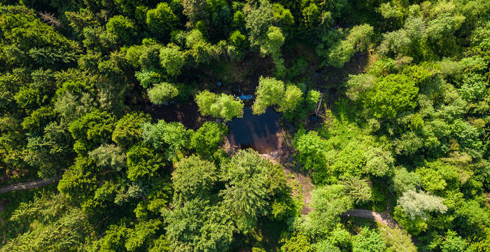 Weiher im Meggerwald